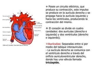  Posee un circuito eléctrico, que
produce su contracción, este impulso
se produce en la aurícula derecha y se
propaga hacia la aurícula izquierda y
hacia los ventrículos, produciendo la
contracción del mismo.
 El corazón se divide en cuatro
cavidades: dos aurículas (derecha e
izquierda) y dos ventrículos (derecho
e izquierdo);
Aurículas: Separadas entre si por
medio del tabique interauricular.
- La aurícula derecha se comunica con
el ventrículo derecho a través del
orificio auriculoventricular derecho,
donde hay una válvula llamada
tricúspide.
 