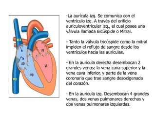 -La aurícula izq. Se comunica con el
ventrículo izq. A través del orificio
auriculoventricular izq., el cual posee una
válvula llamada Bicúspide o Mitral.
- Tanto la válvula tricúspide como la mitral
impiden el reflujo de sangre desde los
ventrículos hacia las aurículas.
- En la aurícula derecha desembocan 2
grandes venas: la vena cava superior y la
vena cava inferior, y parte de la vena
coronaria que trae sangre desoxigenada
del corazón.
- En la aurícula izq. Desembocan 4 grandes
venas, dos venas pulmonares derechas y
dos venas pulmonares izquierdas.
 