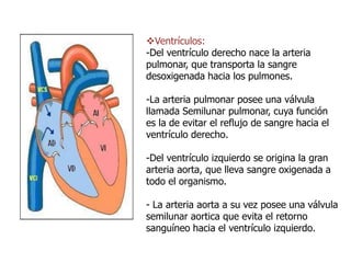 Ventrículos:
-Del ventrículo derecho nace la arteria
pulmonar, que transporta la sangre
desoxigenada hacia los pulmones.
-La arteria pulmonar posee una válvula
llamada Semilunar pulmonar, cuya función
es la de evitar el reflujo de sangre hacia el
ventrículo derecho.
-Del ventrículo izquierdo se origina la gran
arteria aorta, que lleva sangre oxigenada a
todo el organismo.
- La arteria aorta a su vez posee una válvula
semilunar aortica que evita el retorno
sanguíneo hacia el ventrículo izquierdo.
 