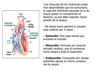 -Los músculos de los ventrículos están
mas desarrollados que los auriculares,
la capa del ventrículo izquierdo es la de
mayor grosor en comparación al
derecho, ya que debe soportar mayor
presión de la sangre.
- De afuera hacia adentro el corazón
esta cubierto por 3 capas:
o Epicardio: Fina capa serosa que
envuelve al corazón.
o Miocardio: Formado por musculo
estriado cardiaco, que al contraerse
envía sangre a todo el organismo.
o Endocardio: Compuesto por células
epiteliales planas en intimo contacto
con la sangre.
 