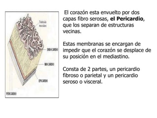 El corazón esta envuelto por dos
capas fibro serosas, el Pericardio,
que los separan de estructuras
vecinas.
Estas membranas se encargan de
impedir que el corazón se desplace de
su posición en el mediastino.
Consta de 2 partes, un pericardio
fibroso o parietal y un pericardio
seroso o visceral.
 
