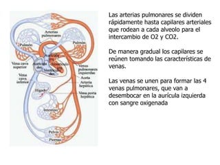 Las arterias pulmonares se dividen
rápidamente hasta capilares arteriales
que rodean a cada alveolo para el
intercambio de O2 y CO2.
De manera gradual los capilares se
reúnen tomando las características de
venas.
Las venas se unen para formar las 4
venas pulmonares, que van a
desembocar en la aurícula izquierda
con sangre oxigenada
 