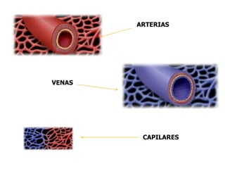 ARTERIAS
VENAS
CAPILARES
 