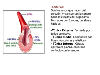 Arterias:
Son los vasos que nacen del
corazón, y transportan la sangre
hacia los tejidos del organismo.
Formadas por 3 capas, de afuera
hacia a:
-Túnica Externa: Formada por
tejido conectivo.
- Túnica media: Compuesta por
fibras musculares y elásticas.
- Túnica Interna: Células
epiteliales planas, en intimo
contacto con la sangre.
 