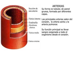 ARTERIAS
Su forma es tubular, de pared
gruesa, formada por diferentes
capas.
Las principales arterias salen del
corazón, la arteria aorta y la
arteria pulmonar.
Su función principal es llevar
sangre oxigenada a todo el
organismo desde el corazón.
 