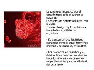 La sangre es impulsada por el
corazón hacia todo el cuerpo, a
través de
Conductos de distintos calibres, con
lo cual:
-Llevan el oxigeno y los nutrientes
hacia todas las células del
organismo.
- Se transporta hacia los tejidos
sustancias como el agua, hormonas,
enzimas y anticuerpos, entre otros.
- Los productos de desechos y el
dióxido de carbono son conducidos
hacia los riñones y los pulmones
respectivamente, para ser eliminado
del organismo.
 