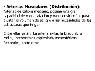 • Arterias Musculares (Distribución):
Arterias de calibre mediano, poseen una gran
capacidad de vasodilatación y vasoconstricción, para
ajustar el volumen de sangre a las necesidades de las
estructuras que irrigan.
Entre ellas están: La arteria axilar, la braquial, la
radial, intercostales esplénicas, mesentéricas,
femorales, entre otras.
 