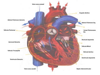 Vena cava craneal
Arteria Pulmonar derecha
Vena cava caudal
Aurícula Derecha
Ventrículo Derecho
Válvula Tricúspide
Cayado Aórtico
Arteria Pulmonar Izq.
Aurícula Izquierda
Válvula Mitral
Ventrículo Izquierdo
Venas Pulmonares
izq.
Válvula Pulmonar
Válvula Aortica
Septo Interventricular
 