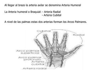 Al llegar al brazo la arteria axilar se denomina Arteria Humeral
La Arteria humeral o Braquial: - Arteria Radial
- Arteria Cubital
A nivel de las palmas estas dos arterias forman los Arcos Palmares.
 