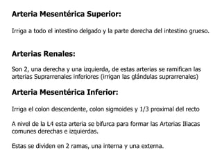 Arteria Mesentérica Superior:
Irriga a todo el intestino delgado y la parte derecha del intestino grueso.
Arterias Renales:
Son 2, una derecha y una izquierda, de estas arterias se ramifican las
arterias Suprarrenales inferiores (irrigan las glándulas suprarrenales)
Arteria Mesentérica Inferior:
Irriga el colon descendente, colon sigmoides y 1/3 proximal del recto
A nivel de la L4 esta arteria se bifurca para formar las Arterias Iliacas
comunes derechas e izquierdas.
Estas se dividen en 2 ramas, una interna y una externa.
 