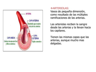 ARTERIOLAS:
Vasos de pequeña dimensión,
como resultado de las múltiples
ramificaciones de las arterias.
Las arteriolas reciben la sangre
desde las arterias y la llevan hacia
los capilares.
Tienen las mismas capas que las
arterias, aunque mucho mas
delgadas.
 