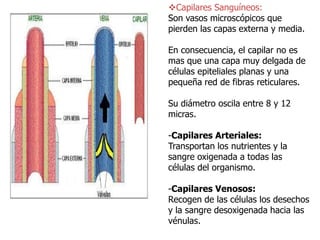 Capilares Sanguíneos:
Son vasos microscópicos que
pierden las capas externa y media.
En consecuencia, el capilar no es
mas que una capa muy delgada de
células epiteliales planas y una
pequeña red de fibras reticulares.
Su diámetro oscila entre 8 y 12
micras.
-Capilares Arteriales:
Transportan los nutrientes y la
sangre oxigenada a todas las
células del organismo.
-Capilares Venosos:
Recogen de las células los desechos
y la sangre desoxigenada hacia las
vénulas.
 