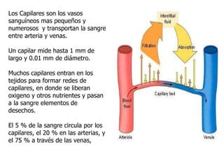 Los Capilares son los vasos
sanguíneos mas pequeños y
numerosos y transportan la sangre
entre arteria y venas.
Un capilar mide hasta 1 mm de
largo y 0.01 mm de diámetro.
Muchos capilares entran en los
tejidos para formar redes de
capilares, en donde se liberan
oxigeno y otros nutrientes y pasan
a la sangre elementos de
desechos.
El 5 % de la sangre circula por los
capilares, el 20 % en las arterias, y
el 75 % a través de las venas,
 