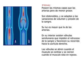 Venas:
Poseen las mismas capas que las
arterias pero de menor grosor.
Son distensibles, y se adaptan a las
variaciones de volumen y presión de
la sangre.
Su luz es mayor que la de las
arterias.
En su interior existen válvulas
semilunares que impiden el retroceso
de la sangre y favorecen su recorrido
hacia la aurícula derecha.
Las válvulas se abren cuando el
musculo se contrae y se cierran
cuando el musculo esta en reposo.
 