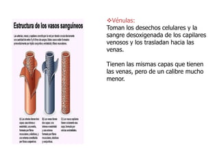 Vénulas:
Toman los desechos celulares y la
sangre desoxigenada de los capilares
venosos y los trasladan hacia las
venas.
Tienen las mismas capas que tienen
las venas, pero de un calibre mucho
menor.
 