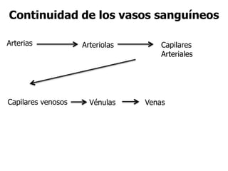 Continuidad de los vasos sanguíneos
Arterias Arteriolas Capilares
Arteriales
Capilares venosos Vénulas Venas
 