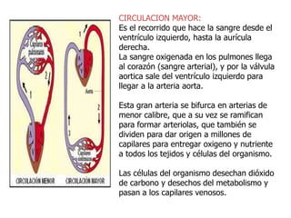 CIRCULACION MAYOR:
Es el recorrido que hace la sangre desde el
ventrículo izquierdo, hasta la aurícula
derecha.
La sangre oxigenada en los pulmones llega
al corazón (sangre arterial), y por la válvula
aortica sale del ventrículo izquierdo para
llegar a la arteria aorta.
Esta gran arteria se bifurca en arterias de
menor calibre, que a su vez se ramifican
para formar arteriolas, que también se
dividen para dar origen a millones de
capilares para entregar oxigeno y nutriente
a todos los tejidos y células del organismo.
Las células del organismo desechan dióxido
de carbono y desechos del metabolismo y
pasan a los capilares venosos.
 