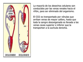La mayoría de los desechos celulares son
conducidos por las venas renales hacia el
riñón, para ser eliminado del organismo.
El CO2 es transportado por vénulas que
arriban venas de mayor calibre, hasta que
toda la sangre desoxigenada es llevada a las
venas cavas superior e inferior que la
transportan a la aurícula derecha.
 