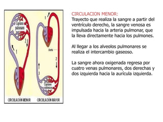 CIRCULACION MENOR:
Trayecto que realiza la sangre a partir del
ventrículo derecho, la sangre venosa es
impulsada hacia la arteria pulmonar, que
la lleva directamente hacia los pulmones.
Al llegar a los alveolos pulmonares se
realiza el intercambio gaseoso.
La sangre ahora oxigenada regresa por
cuatro venas pulmonares, dos derechas y
dos izquierda hacia la aurícula izquierda.
 