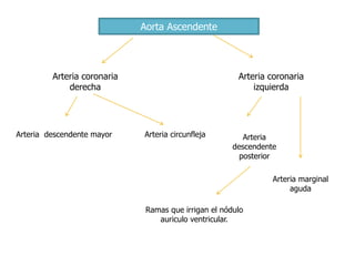 Aorta Ascendente
Arteria coronaria
derecha
Arteria coronaria
izquierda
Arteria descendente mayor Arteria circunfleja Arteria
descendente
posterior
Arteria marginal
aguda
Ramas que irrigan el nódulo
auriculo ventricular.
 