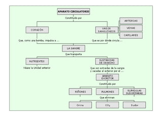 Sistema cardiovascular.