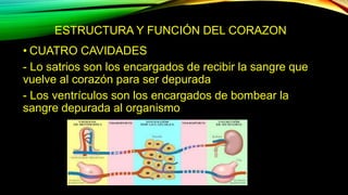 ESTRUCTURA Y FUNCIÓN DEL CORAZON
• CUATRO CAVIDADES
- Lo satrios son los encargados de recibir la sangre que
vuelve al corazón para ser depurada
- Los ventrículos son los encargados de bombear la
sangre depurada al organismo
 