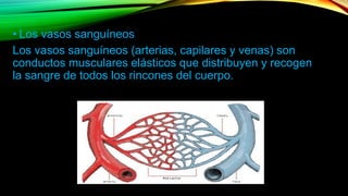 • Los vasos sanguíneos
Los vasos sanguíneos (arterias, capilares y venas) son
conductos musculares elásticos que distribuyen y recogen
la sangre de todos los rincones del cuerpo.
 