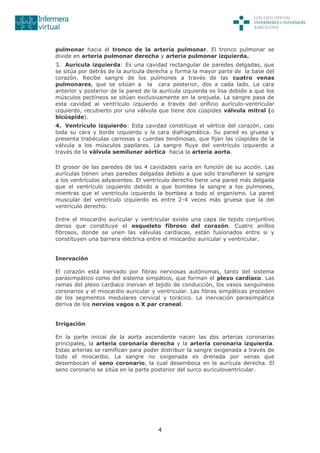 4
pulmonar hacia el tronco de la arteria pulmonar. El tronco pulmonar se
divide en arteria pulmonar derecha y arteria pulmonar izquierda.
3. Aurícula izquierda: Es una cavidad rectangular de paredes delgadas, que
se sitúa por detrás de la aurícula derecha y forma la mayor parte de la base del
corazón. Recibe sangre de los pulmones a través de las cuatro venas
pulmonares, que se sitúan a la cara posterior, dos a cada lado. La cara
anterior y posterior de la pared de la aurícula izquierda es lisa debido a que los
músculos pectíneos se sitúan exclusivamente en la orejuela. La sangre pasa de
esta cavidad al ventrículo izquierdo a través del orificio aurículo-ventricular
izquierdo, recubierto por una válvula que tiene dos cúspides válvula mitral (o
bicúspide).
4. Ventrículo izquierdo: Esta cavidad constituye el vértice del corazón, casi
toda su cara y borde izquierdo y la cara diafragmática. Su pared es gruesa y
presenta trabéculas carnosas y cuerdas tendinosas, que fijan las cúspides de la
válvula a los músculos papilares. La sangre fluye del ventrículo izquierdo a
través de la válvula semilunar aórtica hacia la arteria aorta.
El grosor de las paredes de las 4 cavidades varía en función de su acción. Las
aurículas tienen unas paredes delgadas debido a que solo transfieren la sangre
a los ventrículos adyacentes. El ventrículo derecho tiene una pared más delgada
que el ventrículo izquierdo debido a que bombea la sangre a los pulmones,
mientras que el ventrículo izquierdo la bombea a todo el organismo. La pared
muscular del ventrículo izquierdo es entre 2-4 veces más gruesa que la del
ventrículo derecho.
Entre el miocardio auricular y ventricular existe una capa de tejido conjuntivo
denso que constituye el esqueleto fibroso del corazón. Cuatro anillos
fibrosos, donde se unen las válvulas cardiacas, están fusionados entre si y
constituyen una barrera eléctrica entre el miocardio auricular y ventricular.
Inervación
El corazón está inervado por fibras nerviosas autónomas, tanto del sistema
parasimpático como del sistema simpático, que forman el plexo cardíaco. Las
ramas del plexo cardiaco inervan el tejido de conducción, los vasos sanguíneos
coronarios y el miocardio auricular y ventricular. Las fibras simpáticas proceden
de los segmentos medulares cervical y torácico. La inervación parasimpática
deriva de los nervios vagos o X par craneal.
Irrigación
En la parte inicial de la aorta ascendente nacen las dos arterias coronarias
principales, la arteria coronaria derecha y la arteria coronaria izquierda.
Estas arterias se ramifican para poder distribuir la sangre oxigenada a través de
todo el miocardio. La sangre no oxigenada es drenada por venas que
desembocan el seno coronario, la cual desemboca en la aurícula derecha. El
seno coronario se sitúa en la parte posterior del surco auriculoventricular.
 