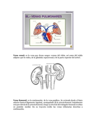 Vena renal: es la vena que drena sangre venosa del riñón, así como del tejido
adiposo que lo rodea, de la glándula suprarrenal y de la parte superior del uréter.
Vena femoral: es la continuación de la vena poplítea. Se extiende desde el hiato
aductor hasta el ligamento inguinal, acompañado de la arteria femoral. Inicialmente
estapor detrásde la arteriafemoral y luego (a nivel de del triángulo femoral) seubica
en posición medial. En su trayecto recibe las venas tributarias descritas a
continuación.
 