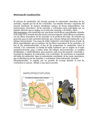 Sistemade conducción
El sistema de conducción del corazón permite la contracción sincrónica de las
aurículas, seguida por las de los ventrículos. Las mitades derecha e izquierda del
corazón funcionan de manera simultánea aunque de forma independiente. Las
contracciones musculares de las aurículas y ventrículos están controladas por un
impulso eléctrico que se origina en el nodo sino auricular o de Keith y flack.
Este marcapaso está constituido por una densa red de fibras especializadas situadas
en la unión de la aurícula derecha con la venacavasuperior. Estas fibras se continúan
con las fibras musculares de las aurículas en la periferia del nodo. El estímulo así
generado pasa al nodo auriculoventricular que está por debajo del endocardio en el
tabique interauricular. Una masa de tejido conductivo entretejido forma el nodo de
fibras especializadas que se continúa con las fibras musculares de las aurículas y el
haz de his ariculoventricular; el haz de his proporciona la conducción entre la
aurícula y los ventrículos. La banda de tejido conductor que se origina en el nodo
auriculoventricular pasa a ambos lados del tabique interventricular, se ramifica
dividiéndose y subdividiéndose para penetrar cada área del musculo ventricular y
trasmitir los impulsos de contracción a los ventrículos. En esta forma, la expansión
del tejido de conducción logra la estimulación coordinada de las zonas musculares,
que se distribuyen por las aurículas y ventrículos. Cada contracción auricular
(Despolarización) es seguida por un periodo de recarga durante el cual los
ventrículos se contrae. Debido a una mayor presión.
 