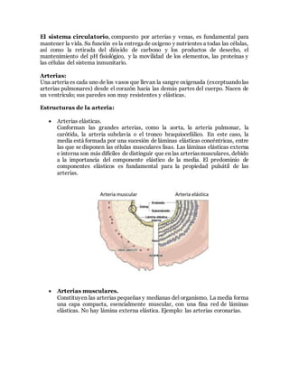 El sistema circulatorio, compuesto por arterias y venas, es fundamental para
mantener la vida. Su función es la entrega de oxígeno y nutrientes a todas las células,
así como la retirada del dióxido de carbono y los productos de desecho, el
mantenimiento del pH fisiológico, y la movilidad de los elementos, las proteínas y
las células del sistema inmunitario.
Arterias:
Una arteria es cada uno de los vasos que llevan la sangre oxigenada (exceptuandolas
arterias pulmonares) desde el corazón hacia las demás partes del cuerpo. Nacen de
un ventrículo; sus paredes son muy resistentes y elásticas.
Estructuras de la arteria:
 Arterias elásticas.
Conforman las grandes arterias, como la aorta, la arteria pulmonar, la
carótida, la arteria subclavia o el tronco braquiocefálico. En este caso, la
media está formada por una sucesión de láminas elásticas concéntricas, entre
las que se disponen las células musculares lisas. Las láminas elásticas externa
e interna son más difíciles de distinguir que en las arteriasmusculares, debido
a la importancia del componente elástico de la media. El predominio de
componentes elásticos es fundamental para la propiedad pulsátil de las
arterias.
 Arterias musculares.
Constituyen las arterias pequeñas y medianas del organismo. La media forma
una capa compacta, esencialmente muscular, con una fina red de láminas
elásticas. No hay lámina externa elástica. Ejemplo: las arterias coronarias.
 