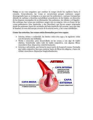 Vena: es un vaso sanguíneo que conduce la sangre desde los capilares hasta el
corazón. Generalmente, las venas se caracterizan porque contienen sangre
desoxigenada (que se reoxigena a su paso por los pulmones), y porque transportan
dióxido de carbono y desechos metabólicos procedentes de los tejidos, en dirección
de los órganos encargados de su eliminación (los pulmones, los riñones o el hígado).
Sin embargo, hay venas que contienen sangre rica en oxígeno: éste es el caso de las
venas pulmonares (dos izquierdas y dos derechas), que llevan sangre oxigenada
desde los pulmones hasta las cavidades del lado izquierdo del corazón, para que éste
la bombee al resto del cuerpo a través de la arteria aorta, y las venas umbilicales.
Como las arterias, las venas están formadas por tres capas:
 Interna, íntima o endotelial; los límites entre esta capa y la siguiente están
con frecuencia mal definidas.
 Media o muscular; poco desarrollada en las venas, y con algo de tejido
elástico. Constituida sobre todo de tejido conjuntivo, con algunas fibras
musculares lisas dispuestas concéntricamente.
 Externa o adventicia, que forma la mayor parte de la pared venosa. Formada
por tejido conjuntivo laxo que contiene haces de fibras de colágeno y haces de
células musculares dispuestas longitudinalmente.
 