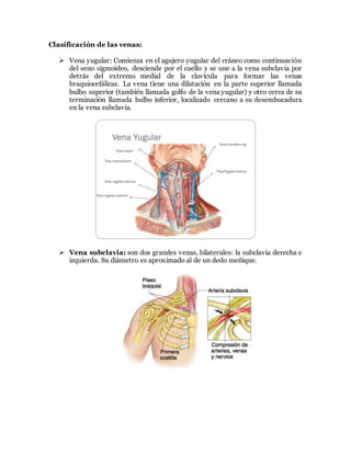 Clasificación de las venas:
 Vena yugular: Comienza en el agujero yugular del cráneo como continuación
del seno sigmoideo, desciende por el cuello y se une a la vena subclavia por
detrás del extremo medial de la clavícula para formar las venas
braquiocefálicas. La vena tiene una dilatación en la parte superior llamada
bulbo superior (también llamada golfo de la vena yugular) y otro cerca de su
terminación llamada bulbo inferior, localizado cercano a su desembocadura
en la vena subclavia.
 Vena subclavia: son dos grandes venas, bilaterales: la subclavia derecha e
izquierda. Su diámetro es aproximado al de un dedo meñique.
 