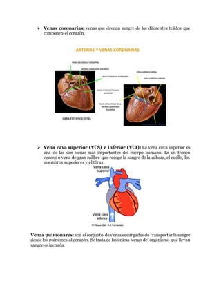  Venas coronarias: venas que drenan sangre de los diferentes tejidos que
componen el corazón.
 Vena cava superior (VCS) e inferior (VCI): La vena cava superior es
una de las dos venas más importantes del cuerpo humano. Es un tronco
venoso o vena de gran calibre que recoge la sangre de la cabeza, el cuello, los
miembros superiores y el tórax.
Venas pulmonares: son el conjunto de venas encargadas de transportar la sangre
desde los pulmones al corazón. Se trata de las únicas venas del organismo que llevan
sangre oxigenada.
 