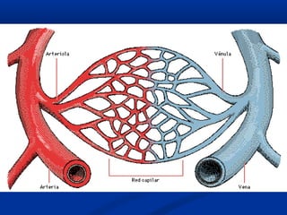 Circulación SanguíneaCirculación Sanguínea
 