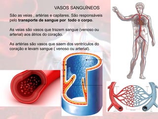 VASOS SANGUÍNEOS
São as veias , artérias e capilares. São responsáveis
pelo transporte de sangue por todo o corpo.
As veias são vasos que trazem sangue (venoso ou
arterial) aos átrios do coração.
As artérias são vasos que saem dos ventrículos do
coração e levam sangue ( venoso ou arterial).
 