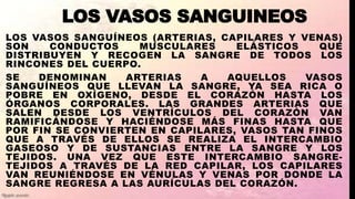 LOS VASOS SANGUINEOS
LOS VASOS SANGUÍNEOS (ARTERIAS, CAPILARES Y VENAS)
SON CONDUCTOS MUSCULARES ELÁSTICOS QUE
DISTRIBUYEN Y RECOGEN LA SANGRE DE TODOS LOS
RINCONES DEL CUERPO.
SE DENOMINAN ARTERIAS A AQUELLOS VASOS
SANGUÍNEOS QUE LLEVAN LA SANGRE, YA SEA RICA O
POBRE EN OXÍGENO, DESDE EL CORAZÓN HASTA LOS
ÓRGANOS CORPORALES. LAS GRANDES ARTERIAS QUE
SALEN DESDE LOS VENTRÍCULOS DEL CORAZÓN VAN
RAMIFICÁNDOSE Y HACIÉNDOSE MÁS FINAS HASTA QUE
POR FIN SE CONVIERTEN EN CAPILARES, VASOS TAN FINOS
QUE A TRAVÉS DE ELLOS SE REALIZA EL INTERCAMBIO
GASEOSO Y DE SUSTANCIAS ENTRE LA SANGRE Y LOS
TEJIDOS. UNA VEZ QUE ESTE INTERCAMBIO SANGRE-
TEJIDOS A TRAVÉS DE LA RED CAPILAR, LOS CAPILARES
VAN REUNIÉNDOSE EN VÉNULAS Y VENAS POR DONDE LA
SANGRE REGRESA A LAS AURÍCULAS DEL CORAZÓN.
 