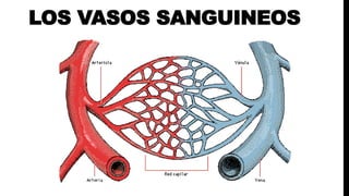 LOS VASOS SANGUINEOS
 
