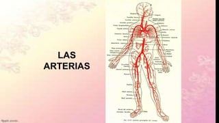 LAS
ARTERIAS
 
