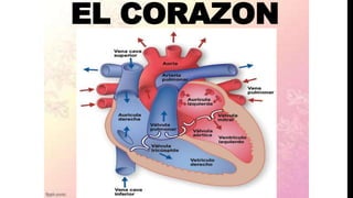 EL CORAZON
 