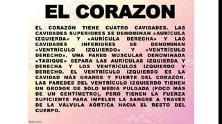 EL CORAZON
EL CORAZÓN TIENE CUATRO CAVIDADES. LAS
CAVIDADES SUPERIORES SE DENOMINAN «AURÍCULA
IZQUIERDA» Y «AURÍCULA DERECHA» Y LAS
CAVIDADES INFERIORES SE DENOMINAN
«VENTRÍCULO IZQUIERDO» Y «VENTRÍCULO
DERECHO». UNA PARED MUSCULAR DENOMINADA
«TABIQUE» SEPARA LAS AURÍCULAS IZQUIERDA Y
DERECHA Y LOS VENTRÍCULOS IZQUIERDO Y
DERECHO. EL VENTRÍCULO IZQUIERDO ES LA
CAVIDAD MÁS GRANDE Y FUERTE DEL CORAZÓN.
LAS PAREDES DEL VENTRÍCULO IZQUIERDO TIENEN
UN GROSOR DE SÓLO MEDIA PULGADA (POCO MÁS
DE UN CENTÍMETRO), PERO TIENEN LA FUERZA
SUFICIENTE PARA IMPELER LA SANGRE A TRAVÉS
DE LA VÁLVULA AÓRTICA HACIA EL RESTO DEL
CUERPO.
 