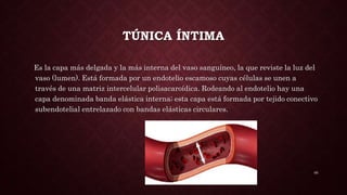 Sistema cardiovascular | PPTX