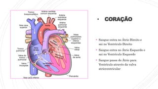 • CORAÇÃO
 Sangue entra no Átrio Direito e
sai no Ventrículo Direito
 Sangue entra no Átrio Esquerdo e
sai no Ventrículo Esquerdo
 Sangue passa do Átrio para
Ventrículo através da valva
atrioventricular
 