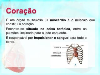É um órgão musculoso. O miocárdio é o músculo que
constitui o coração.
Encontra-se situado na caixa torácica, entre os
pulmões, inclinado para o lado esquerdo.
É responsável por impulsionar o sangue para todo o
corpo.
 