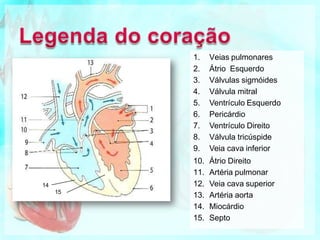 1. Veias pulmonares
2. Átrio Esquerdo
3. Válvulas sigmóides
4. Válvula mitral
5. Ventrículo Esquerdo
6. Pericárdio
7. Ventrículo Direito
8. Válvula tricúspide
9. Veia cava inferior
10. Átrio Direito
11. Artéria pulmonar
12. Veia cava superior
13. Artéria aorta
14. Miocárdio
15. Septo
14
15
 