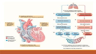 Sistema cardiovascular
