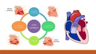Sistema cardiovascular
