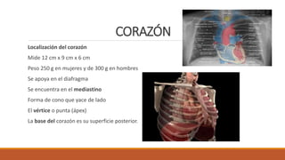 CORAZÓN
Localización del corazón
Mide 12 cm x 9 cm x 6 cm
Peso 250 g en mujeres y de 300 g en hombres
Se apoya en el diafragma
Se encuentra en el mediastino
Forma de cono que yace de lado
El vértice o punta (ápex)
La base del corazón es su superficie posterior.
 