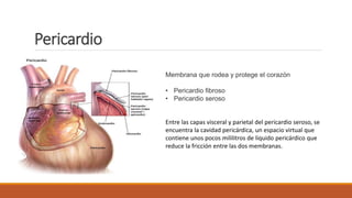 Pericardio
Membrana que rodea y protege el corazón
• Pericardio fibroso
• Pericardio seroso
Entre las capas visceral y parietal del pericardio seroso, se
encuentra la cavidad pericárdica, un espacio virtual que
contiene unos pocos mililitros de liquido pericárdico que
reduce la fricción entre las dos membranas.
 