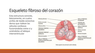 Esqueleto fibroso del corazón
Esta estructura consiste,
básicamente, en cuatro
anillos de tejido conectivo
denso que rodean las
válvulas cardiacas
fusionándolas entre si y
uniéndolas al tabique
interventricular
 